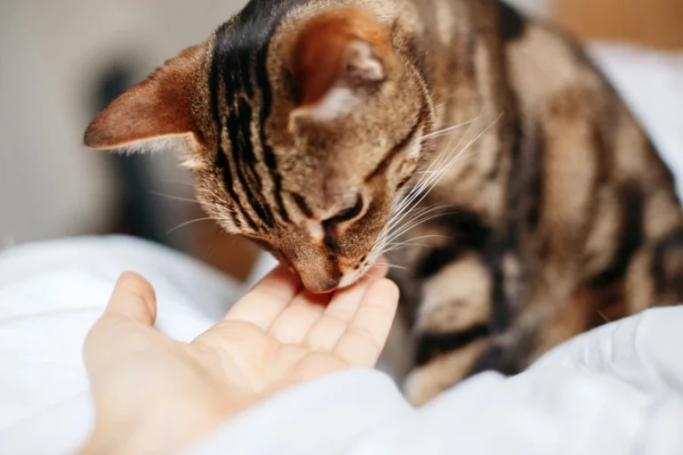 cat rubbing owner