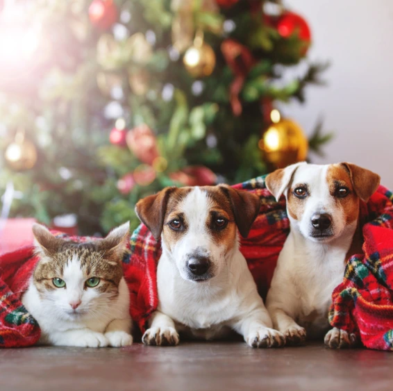 keep your pets safe at christmas